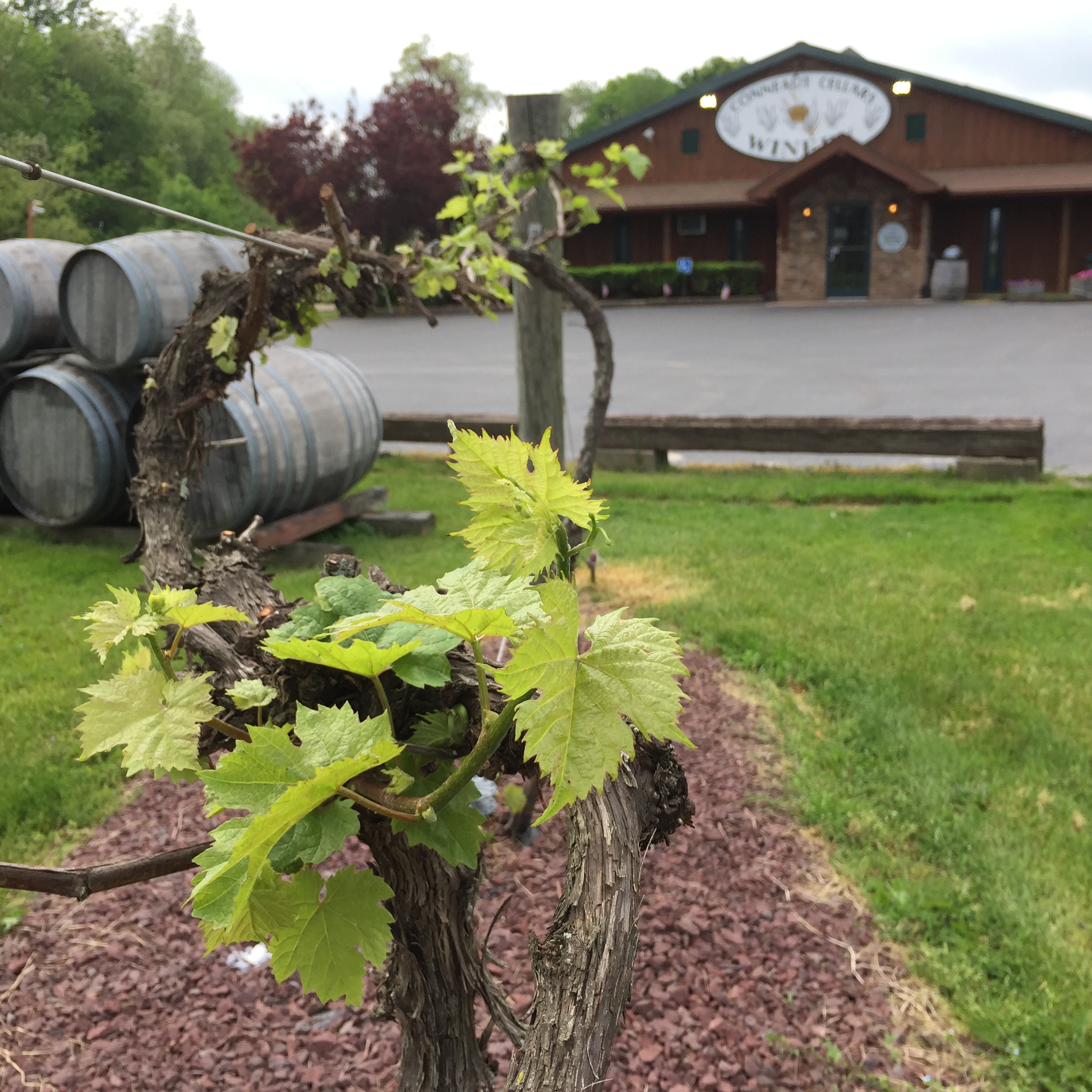 Grape vines growing at Conneaut Cellars Winery & Distillery facility at 12005 Conneaut Lake Road, Conneaut Lake, PA  16316.