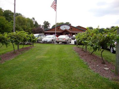 Shown: Several rows of grapes located in front of the Conneaut Lake Winery Store and production facility.