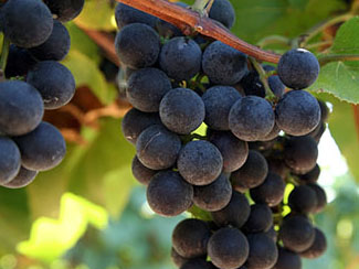 Grapes shown on the vine.
